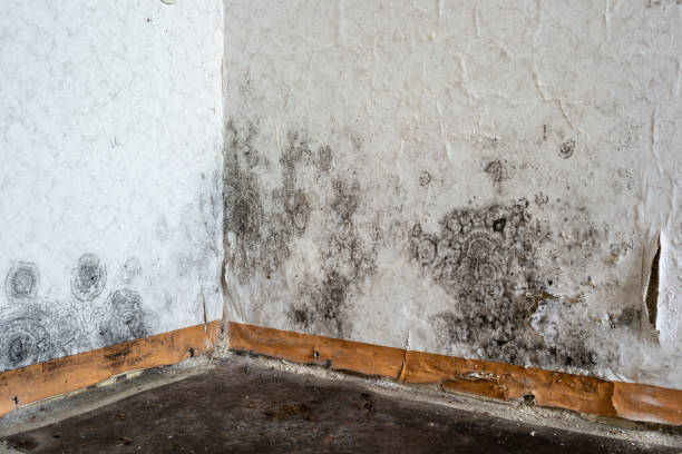 Best Mold Damage Repair  in USA